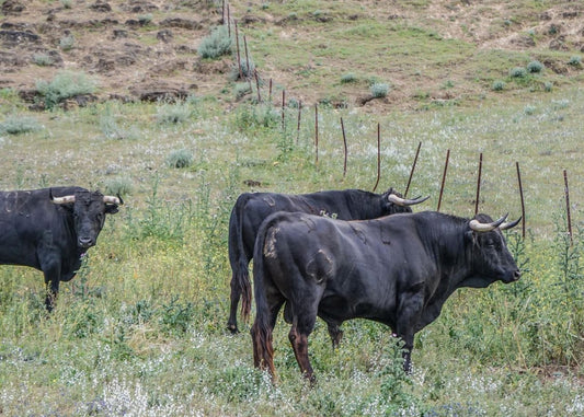 Visit to a Bull and Iberian Pig Farm - 150,00€