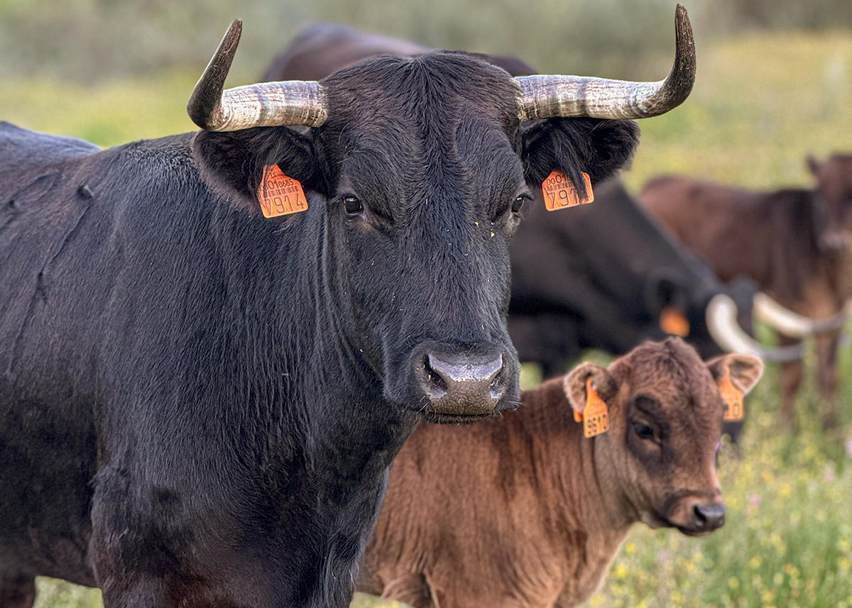 Visit to a Bull and Iberian Pig Farm - 150,00€