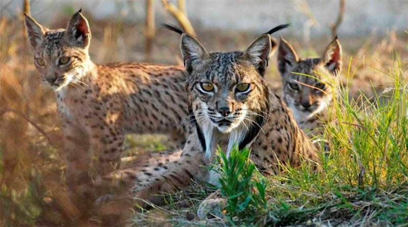 Doñana National Park - 89 €